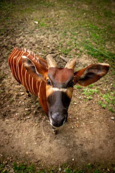 bongo Y ZOO Planckendael Jonas Verhulst 06052023 (33).jpg