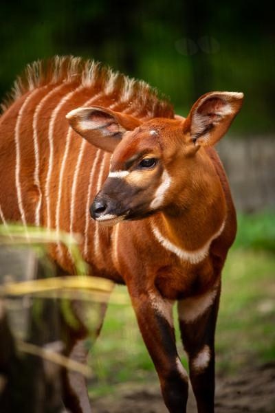 bongo Y ZOO Planckendael Jonas Verhulst 06052023 (27).jpg