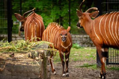 bongo Y ZOO Planckendael Jonas Verhulst 06052023 (24).jpg