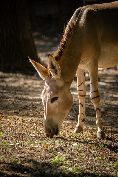 Somalische wilde ezels ZOO Planckendael Jonas Verhulst 16092022 (3).jpg