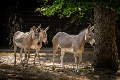 Somalische wilde ezels ZOO Planckendael Jonas Verhulst 12072022 (4).jpg