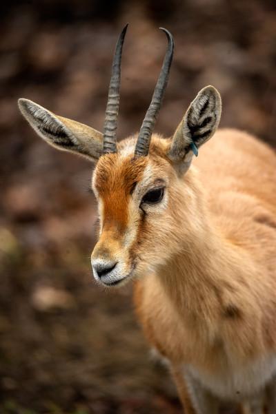 dorcasgazelle ZOO Planckendael Jonas Verhulst 23012023 (1).jpg