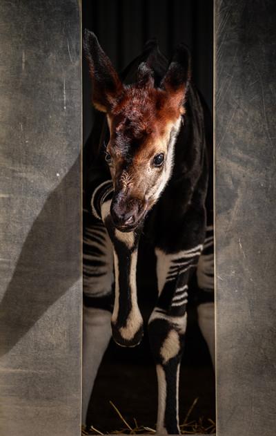 MZ1-okapi Xandor en Lindi ZOO Antwerpen Jonas Verhulst 25032022 (4).jpg