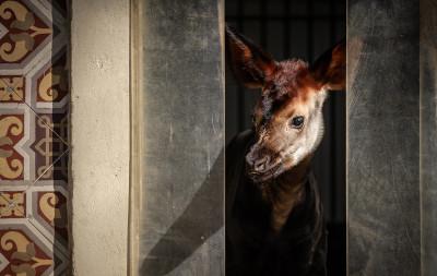 MZ1-okapi Xandor en Lindi ZOO Antwerpen Jonas Verhulst 25032022 (5).jpg