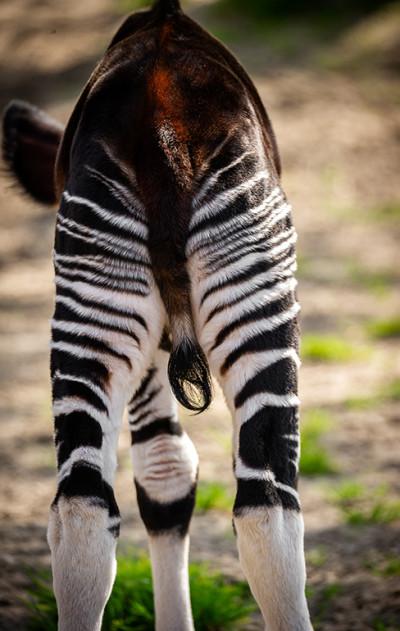 MZ1-okapi Xandor en Lindi ZOO Antwerpen Jonas Verhulst 25032022 (7).jpg