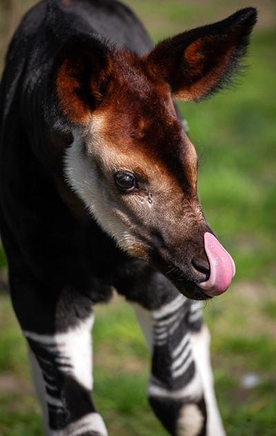 MZ1-okapi Xandor en Lindi ZOO Antwerpen Jonas Verhulst 25032022 (9).jpg