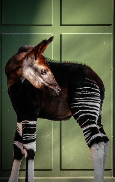 MZ1-okapi Xandor en Lindi ZOO Antwerpen Jonas Verhulst 25032022 (10).jpg