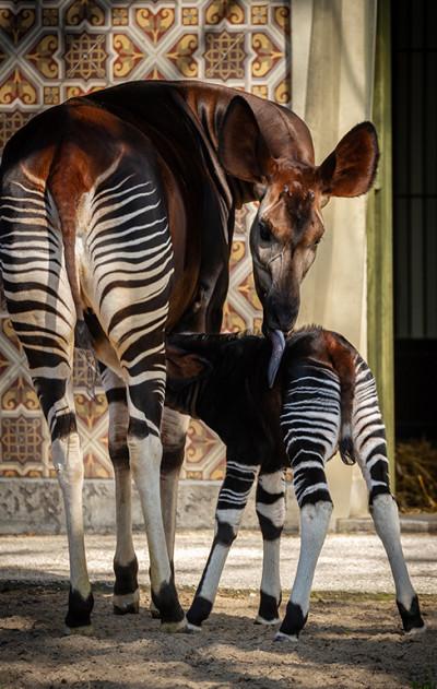 MZ1-okapi Xandor en Lindi ZOO Antwerpen Jonas Verhulst 25032022 (11).jpg