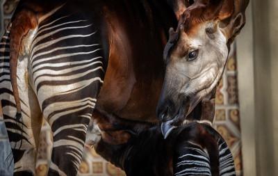 MZ1-okapi Xandor en Lindi ZOO Antwerpen Jonas Verhulst 25032022 (16).jpg