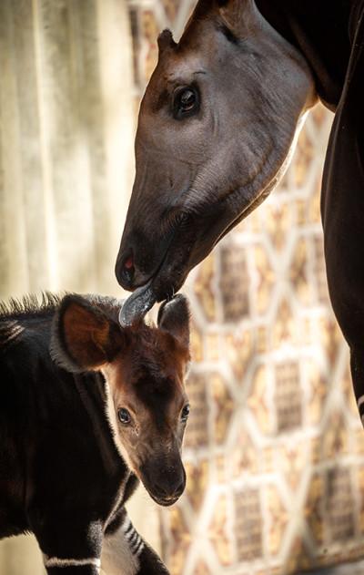 MZ1-okapi Xandor en Lindi ZOO Antwerpen Jonas Verhulst 25032022 (19).jpg