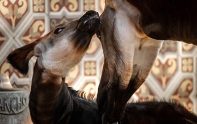 MZ1-okapi Xandor en Lindi ZOO Antwerpen Jonas Verhulst 25032022 (17).jpg
