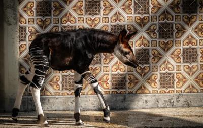MZ1-okapi Xandor en Lindi ZOO Antwerpen Jonas Verhulst 25032022 (20).jpg