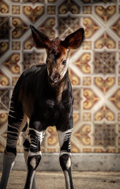 MZ1-okapi Xandor en Lindi ZOO Antwerpen Jonas Verhulst 25032022 (21).jpg