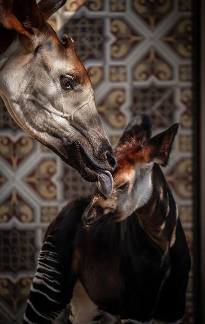 MZ1-okapi Xandor en Lindi ZOO Antwerpen Jonas Verhulst 25032022 (25).jpg